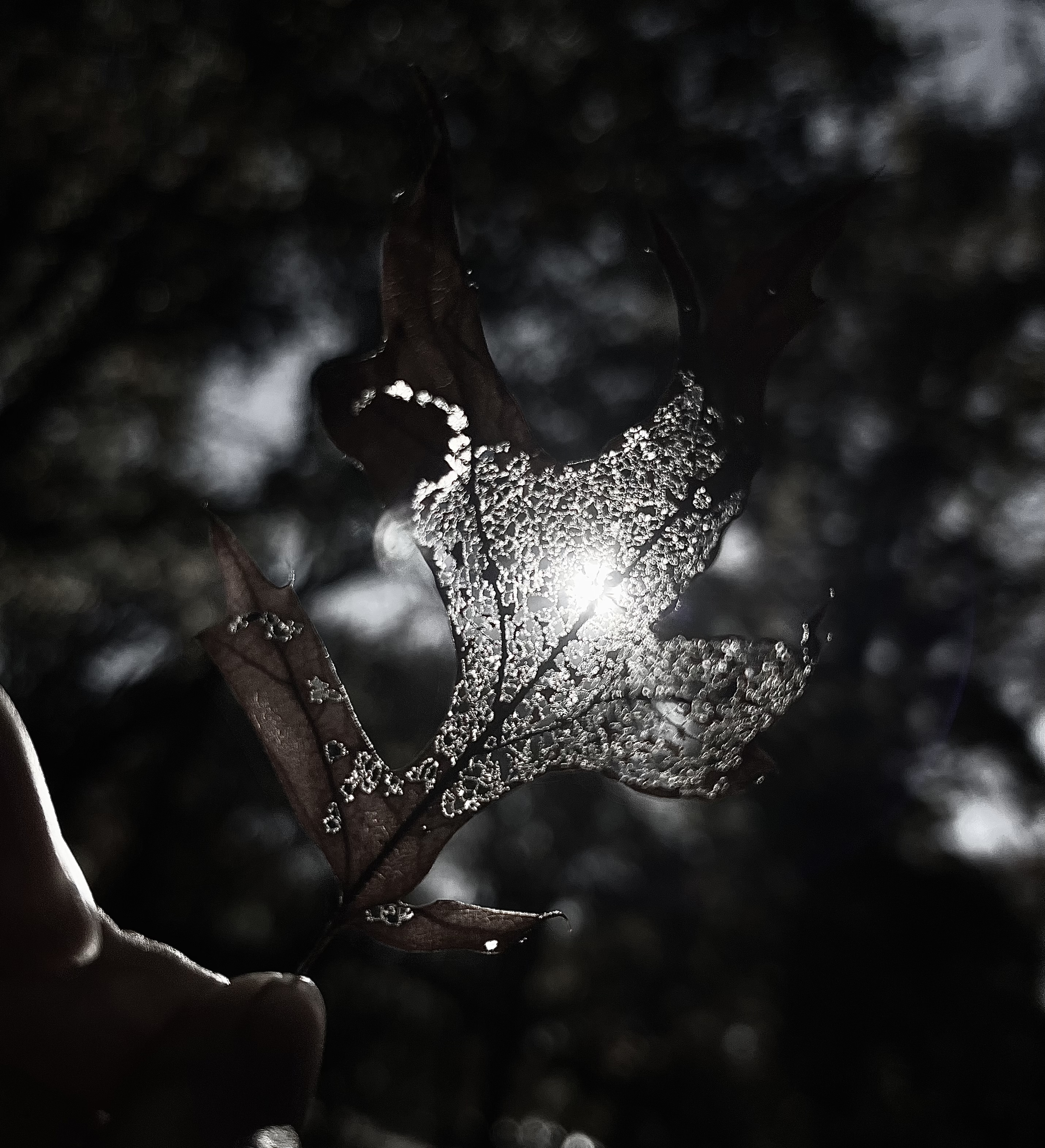 Traces project