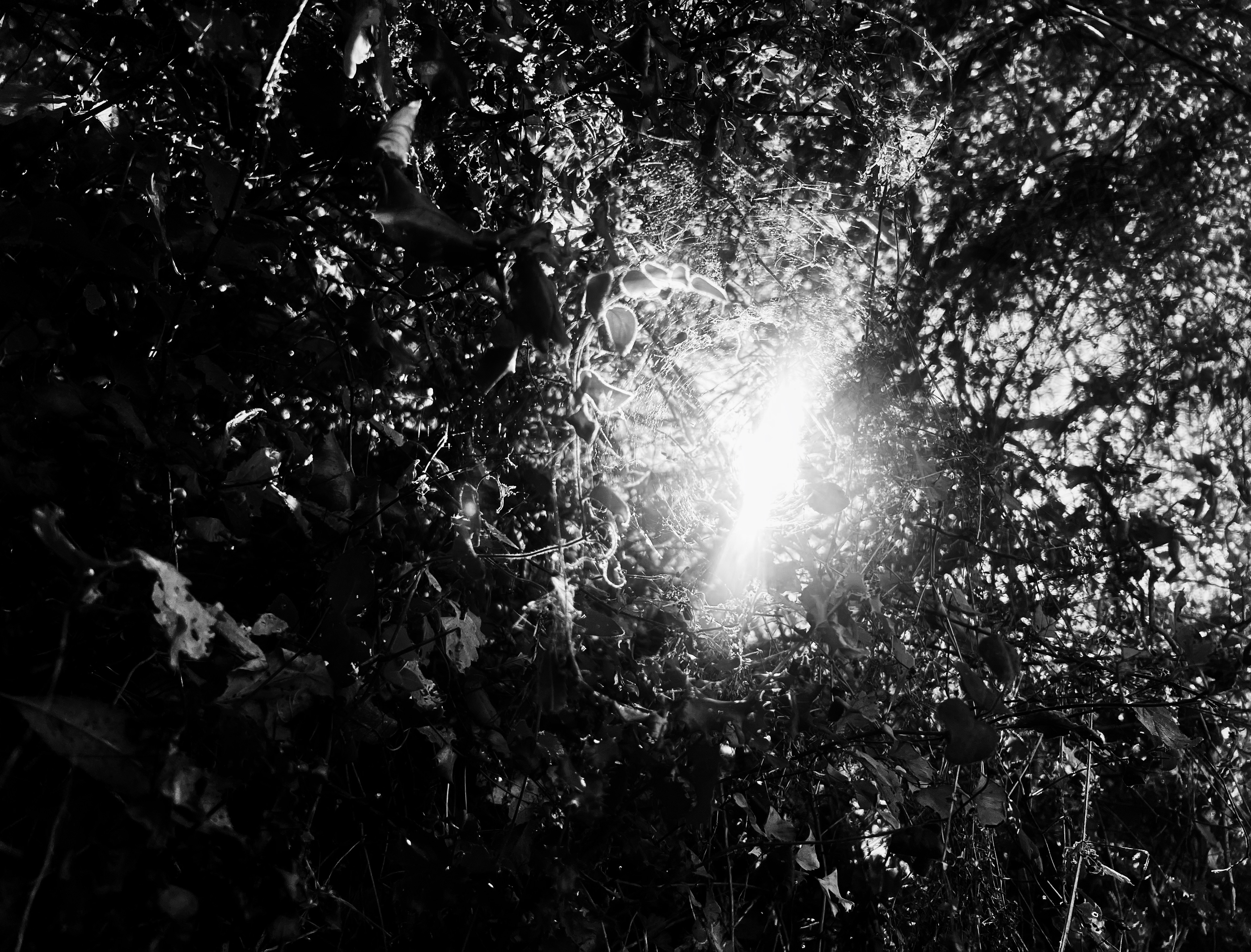 Traces project